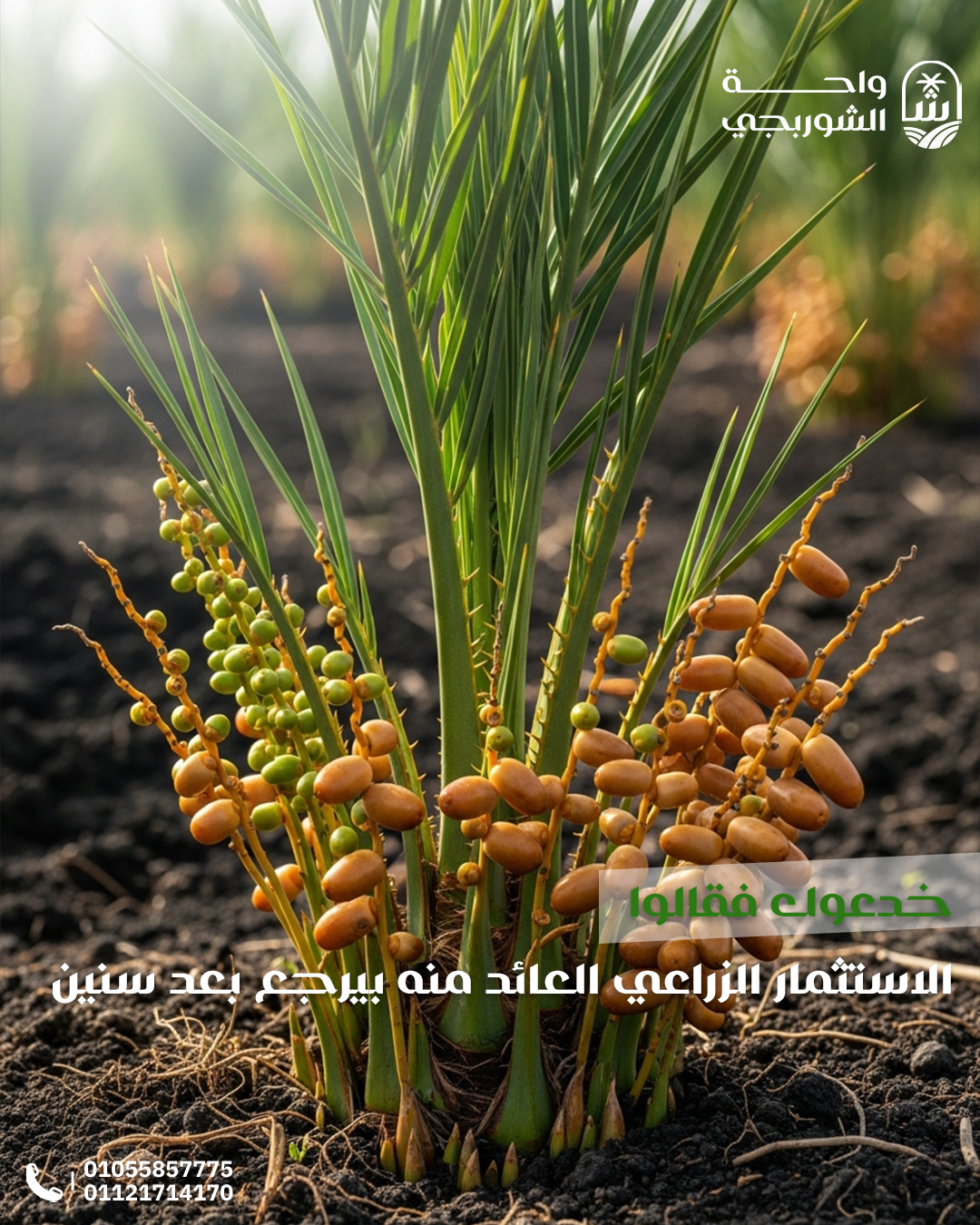 Social Media Designs for El Shorbagy Oasis — 2